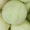 Cabbage Green